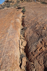 Osteospermum monstrosum