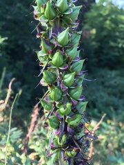 Digitalis ferruginea