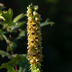 Digitalis ferruginea