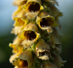 Digitalis ferruginea