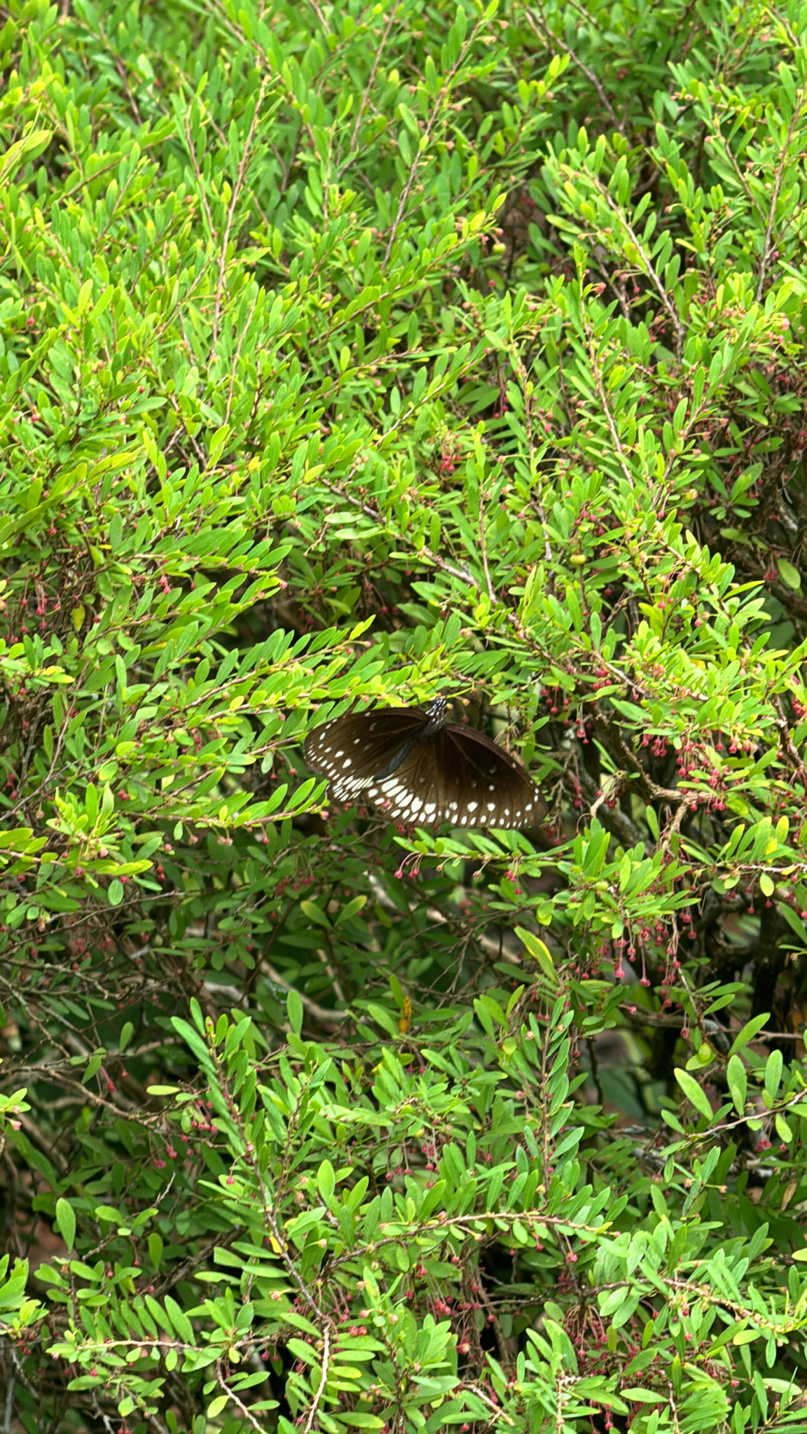 Common Crow