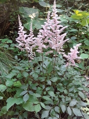 Astilbe