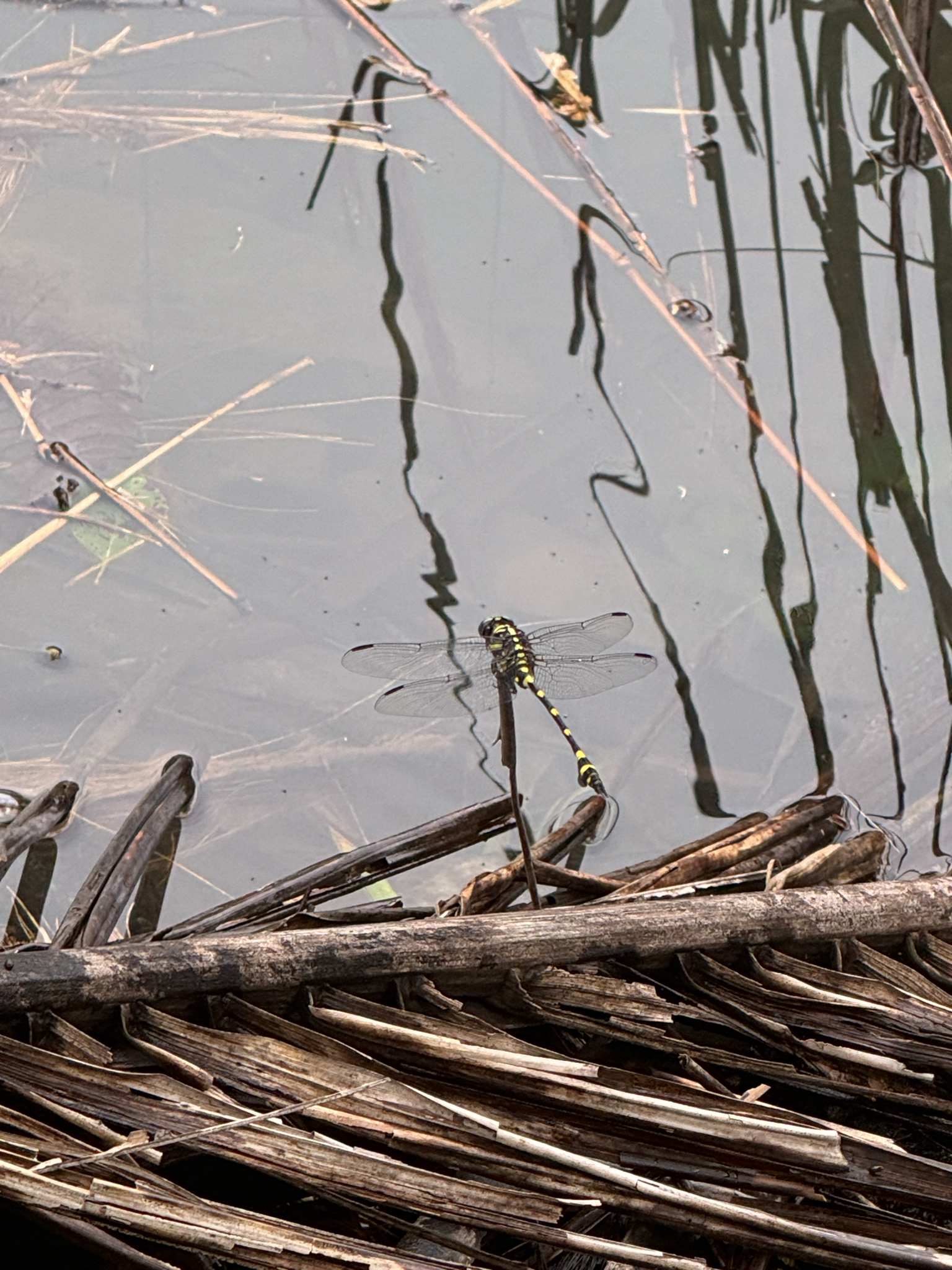 Indian Common Clubtail