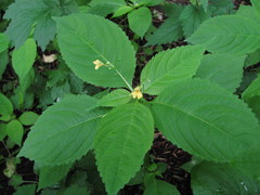 Impatiens parviflora