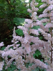 Astilbe