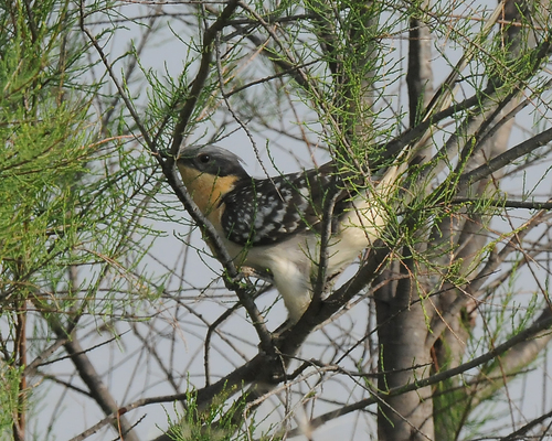 Críalo europeo (Clamator glandarius)