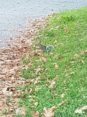 Sciurus carolinensis