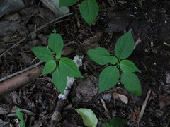 Impatiens parviflora