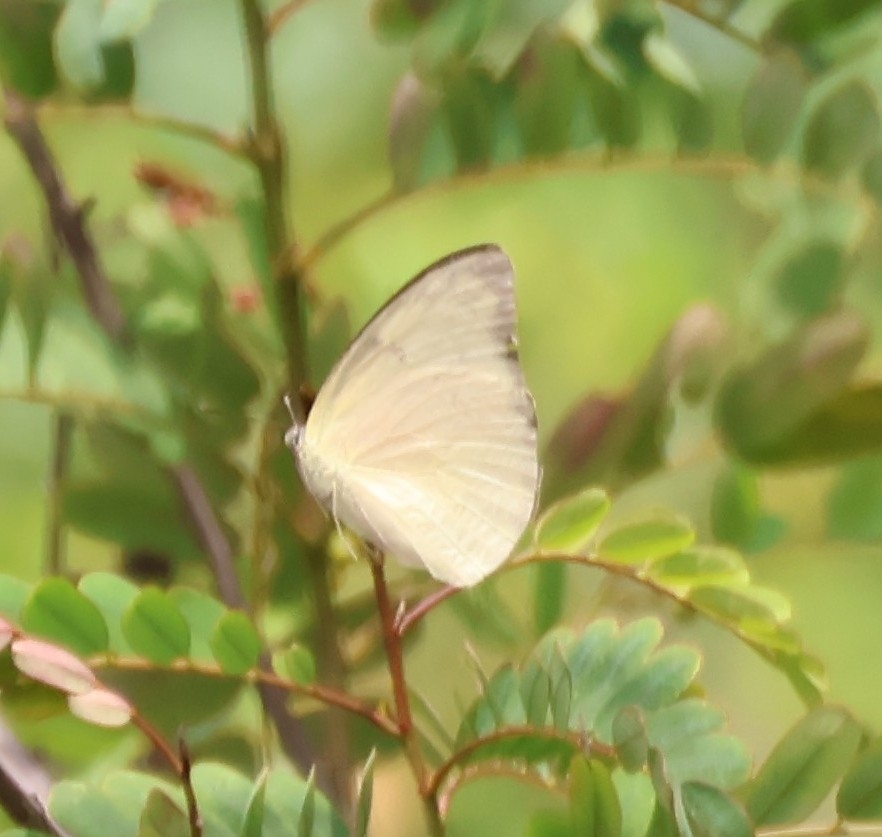 Lemon Emigrant
