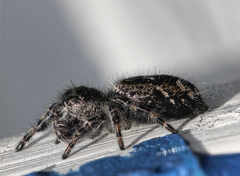 Phidippus purpuratus
