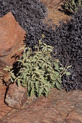 Hermannia disermifolia