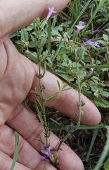 Hedeoma reverchonii