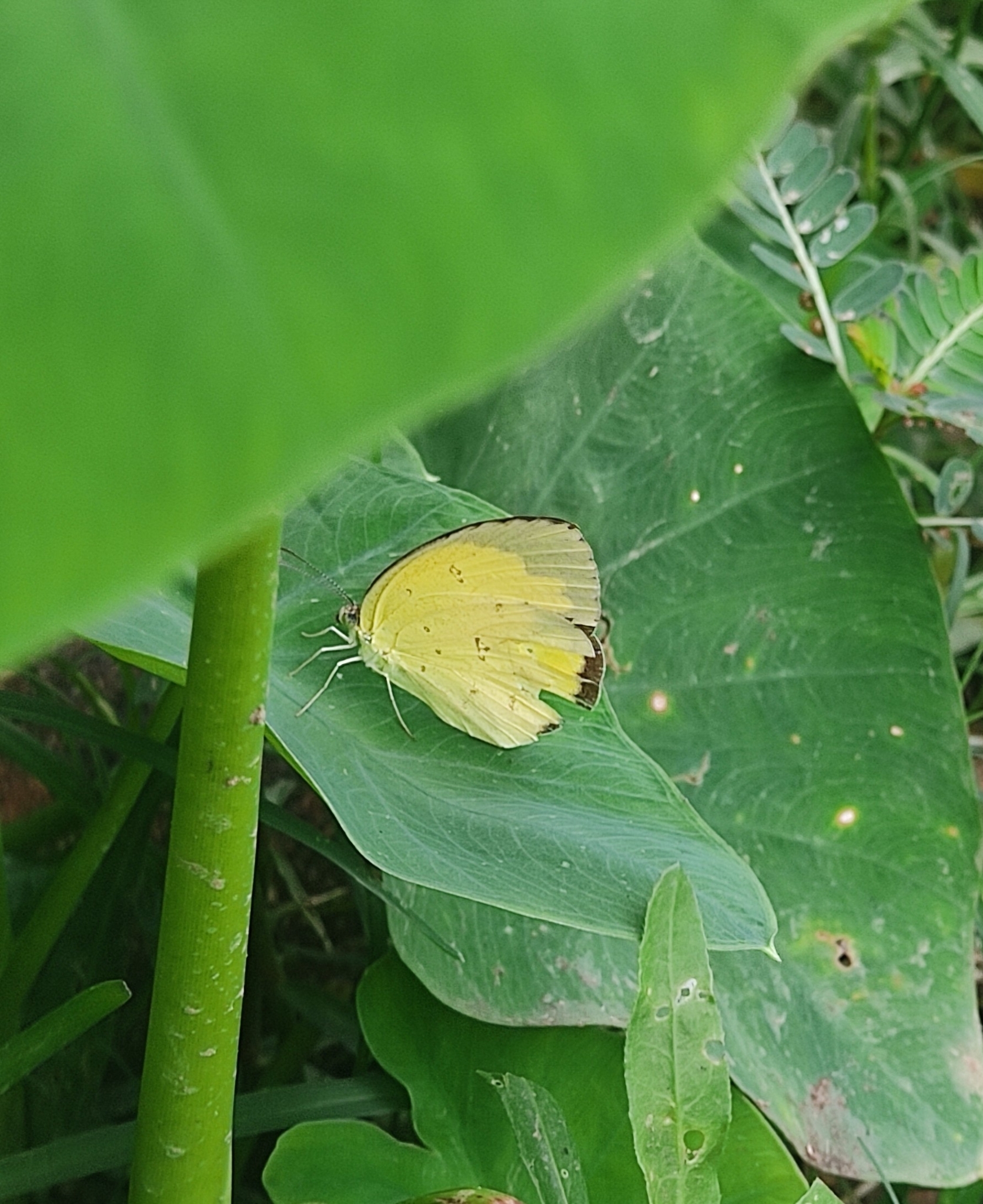 Common Grass Yellow