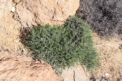 Pelargonium dasyphyllum