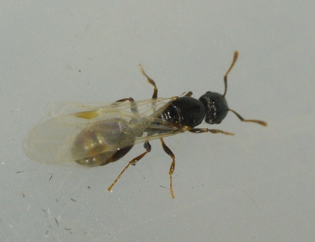 Tetramorium biskrense