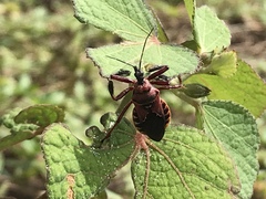 Apiomerus floridensis