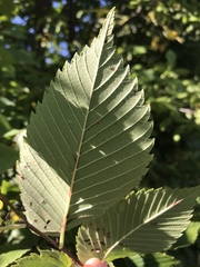 Ulmus
