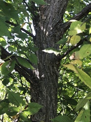 Ulmus