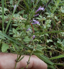 Hedeoma reverchonii