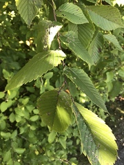 Ulmus