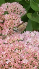 Atalopedes campestris