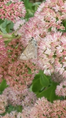 Atalopedes campestris