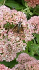 Atalopedes campestris