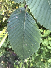 Ulmus