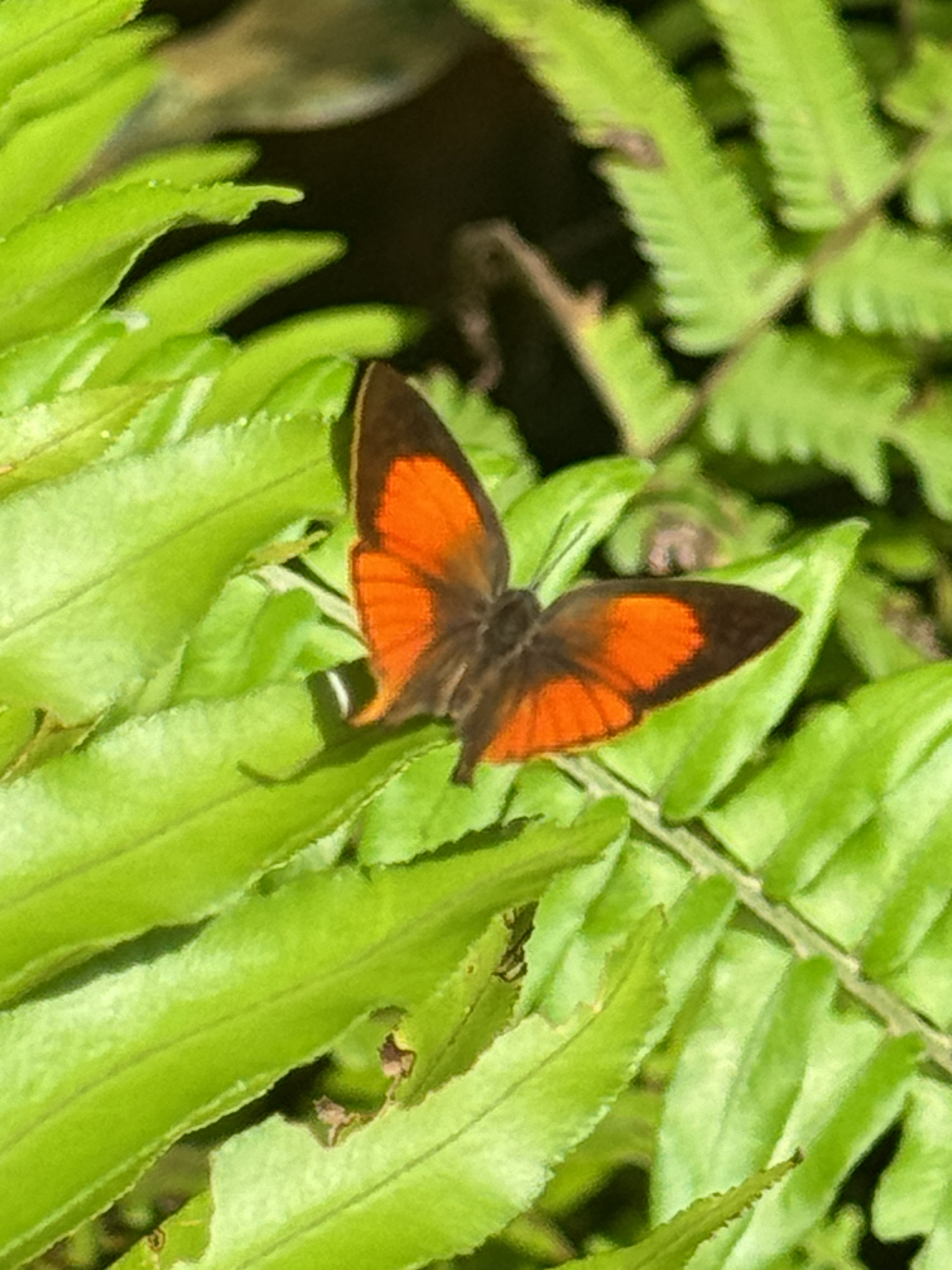 Yamfly