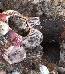 Amphibalanus reticulatus