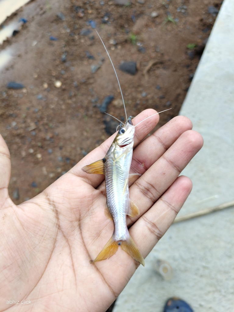 Malabar Mystus