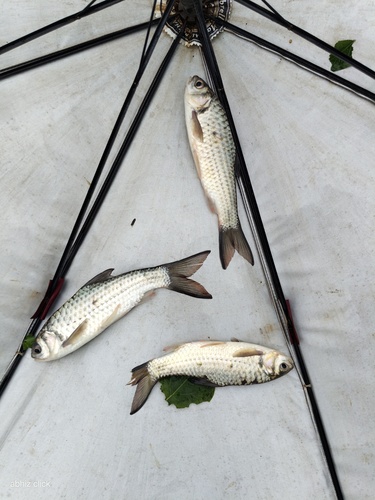 Olive barb (Systomus sarana) — Cyprinidae — 5