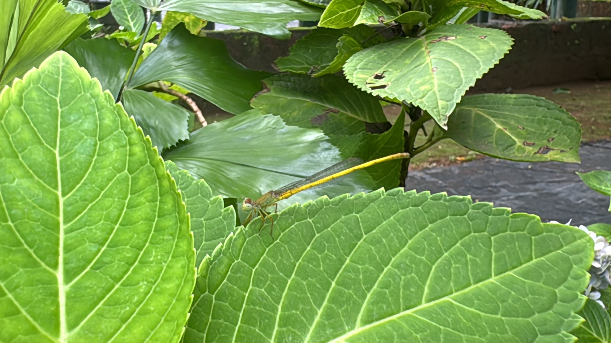 Coromandel Marsh Dart