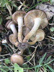 Pholiota angustipes