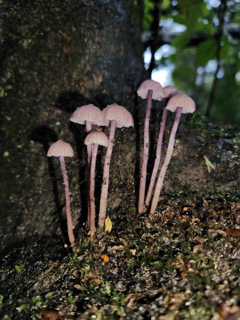 Laccaria masoniae · May 2025 · photo: © archie_tarn (iNaturalist, cc-by)