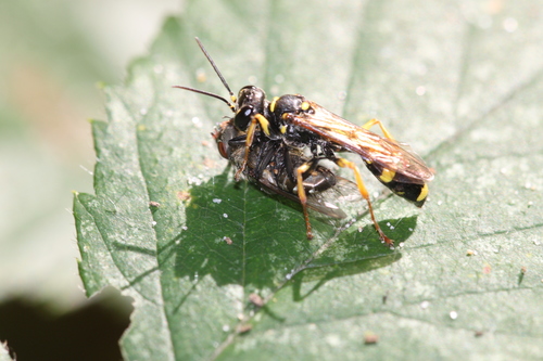 Field digger wasp, Heiloo, Nederland, photo 5 of 10