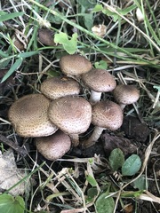 Pholiota angustipes