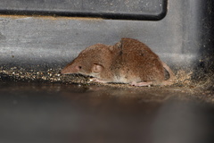 Crocidura