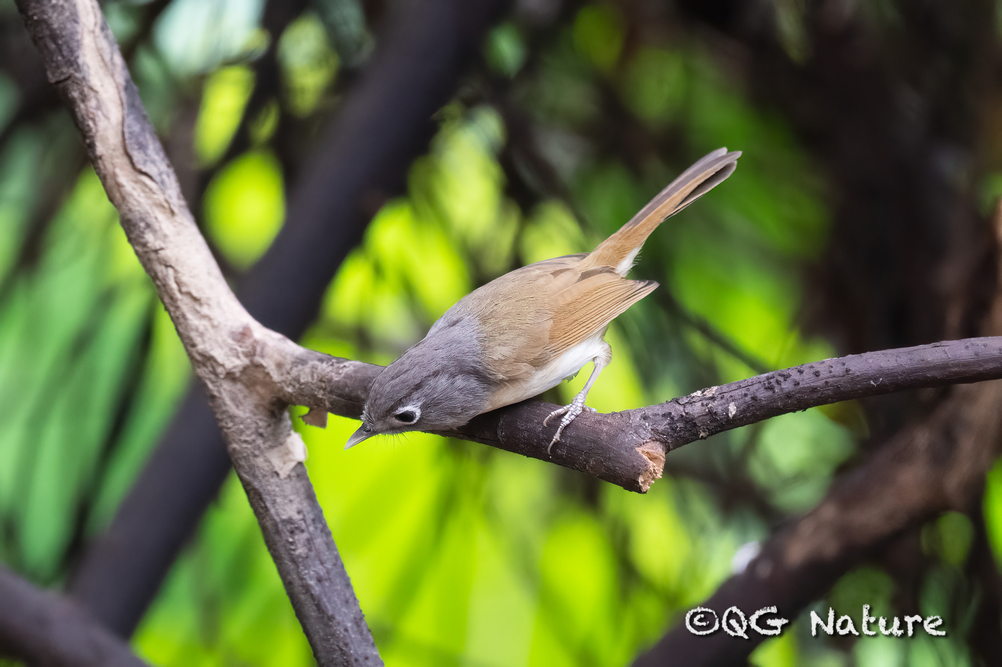 Nepal Fulvetta