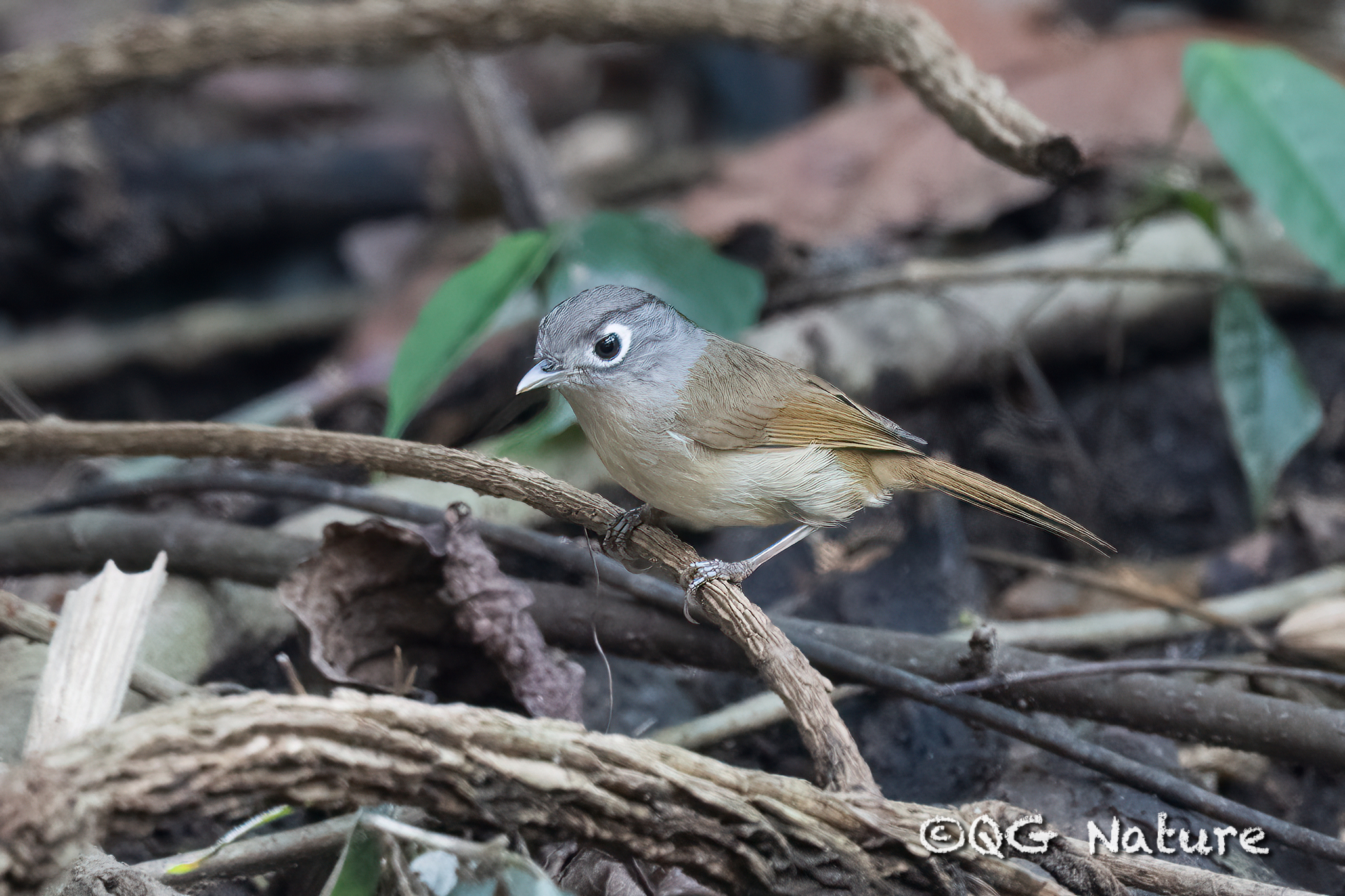 Nepal Fulvetta