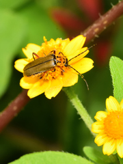 Chauliognathus hieroglyphicus