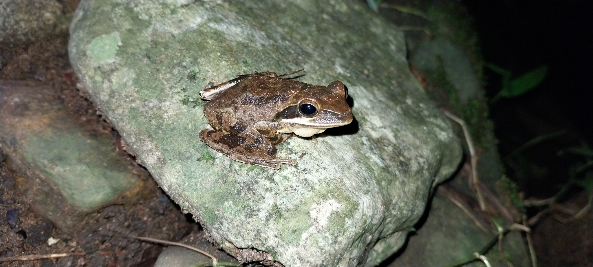 Big-Headed Whipping Frog