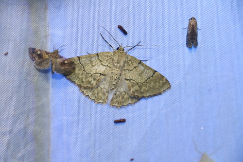 Pingasa griveaudi