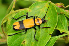 Chauliognathus nigrocinctus