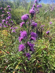 Liatris novae-angliae