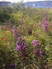 Liatris novae-angliae