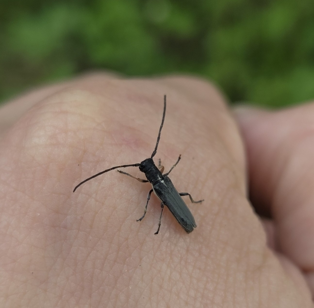 Phytoecia cylindrica
