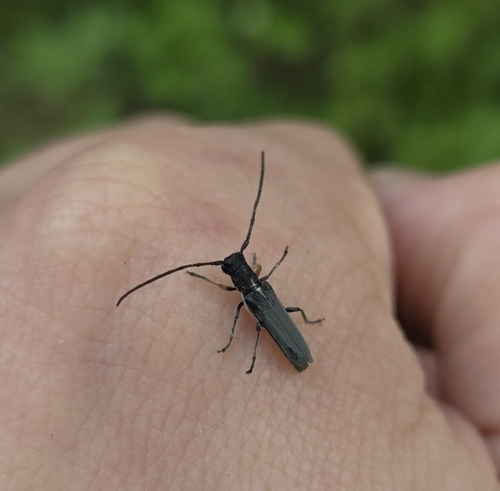 Phytoecia cylindrica