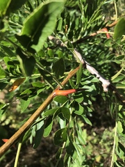 Gleditsia triacanthos