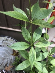 Veronicastrum